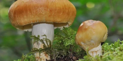 Valui gljive (gobies, cams, kulbiks, snots): fotografija i opis